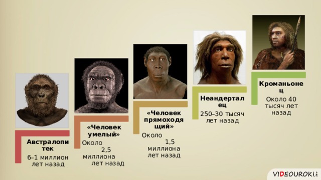Кроманьонец Около 40 тысяч лет назад Неандерталец 250–30 тысяч лет назад «Человек прямоходящий» Около 1,5 миллиона лет назад «Человек умелый» Около 2,5 миллиона лет назад Австралопитек 6–1 миллион лет назад 
