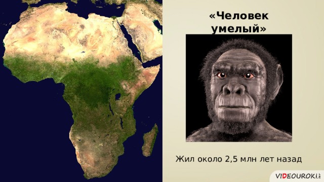 «Человек умелый» Жил около 2,5 млн лет назад 