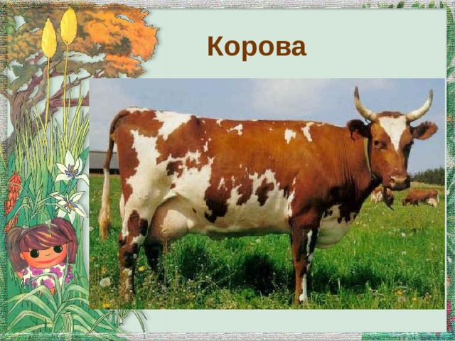 Корова 