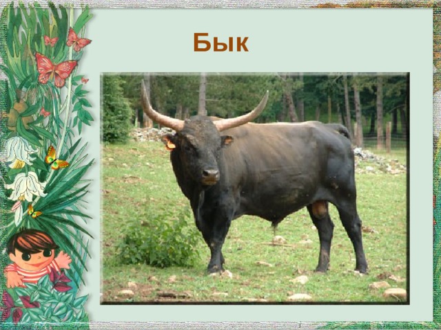 Бык 