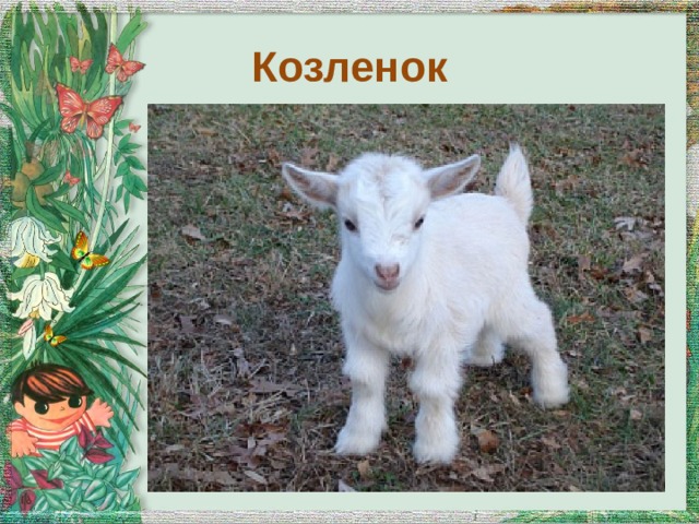Козленок 