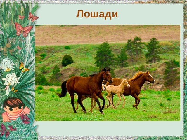 Лошади 
