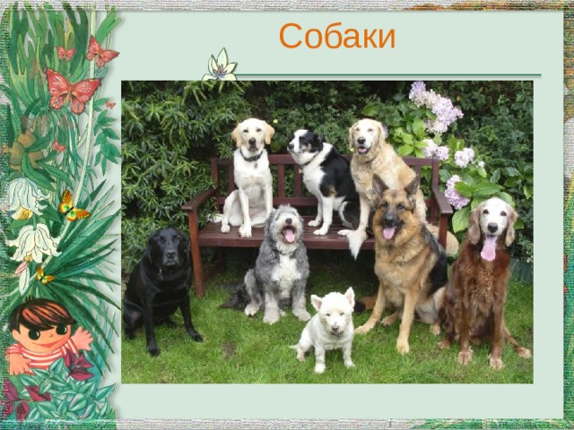Собаки 