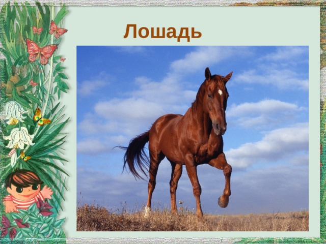 Лошадь 
