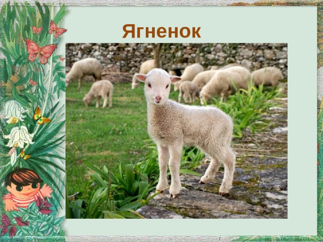 Ягненок 