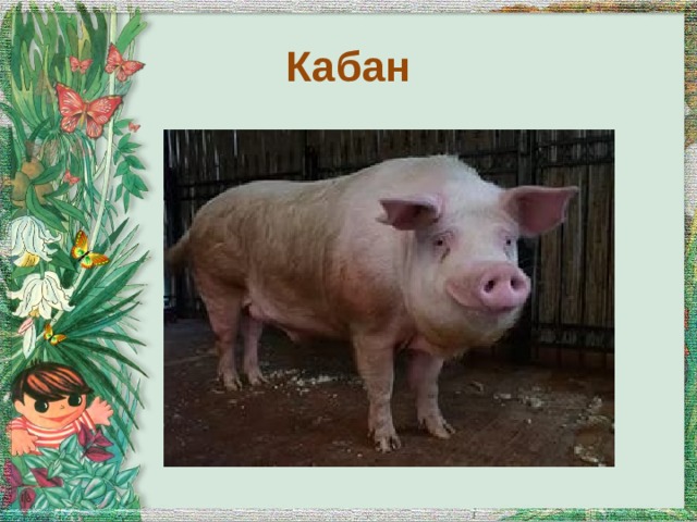 Кабан 
