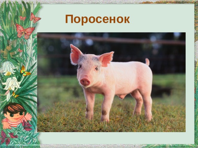 Поросенок 