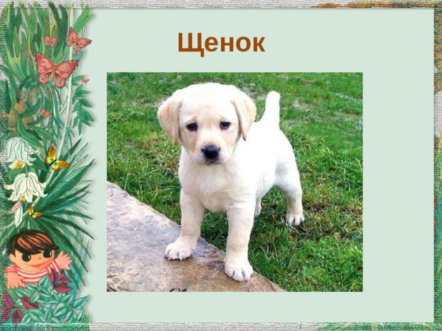 Щенок 