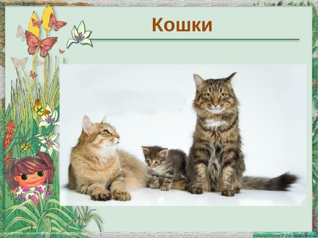 Кошки 