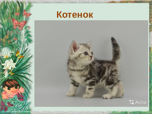 Котенок 