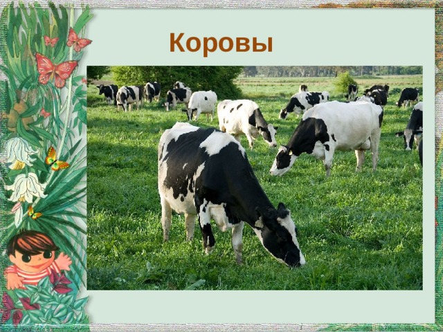 Коровы 