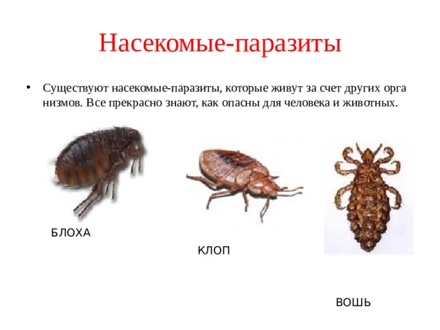 Насекомые-паразиты Су­ще­ству­ют на­се­ко­мые-па­ра­зи­ты, ко­то­рые живут за счет дру­гих ор­га­низ­мов. Все пре­крас­но знают, как опас­ны для че­ло­ве­ка и жи­вот­ных. БЛОХА КЛОП ВОШЬ 
