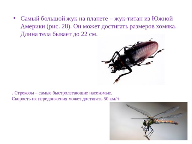 Самый боль­шой жук на пла­не­те – жук-ти­тан из Южной Аме­ри­ки (рис. 28). Он может до­сти­гать раз­ме­ров хо­мя­ка. Длина тела бы­ва­ет до 22 см. . Стре­ко­зы – самые быст­ро­ле­та­ю­щие на­се­ко­мые. Ско­рость их пе­ре­дви­же­ния может до­сти­гать 50 км/ ч 
