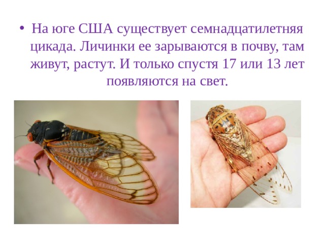 На юге США су­ще­ству­ет сем­на­дца­ти­лет­няя ци­ка­да. Ли­чин­ки ее за­ры­ва­ют­ся в почву, там живут, рас­тут. И толь­ко спу­стя 17 или 13 лет по­яв­ля­ют­ся на свет. 