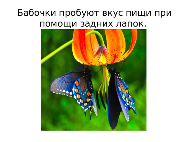 Ба­боч­ки про­бу­ют вкус пищи при по­мо­щи зад­них лапок. 