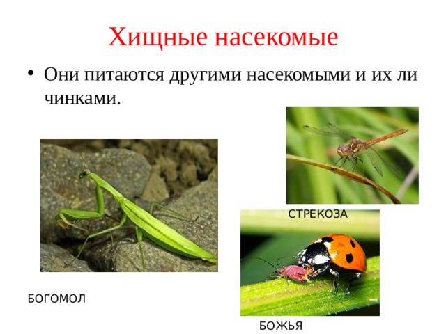 Хищные насекомые Они пи­та­ют­ся дру­ги­ми на­се­ко­мы­ми и их ли­чин­ка­ми. СТРЕКОЗА БОГОМОЛ БОЖЬЯ КОРОВКА 