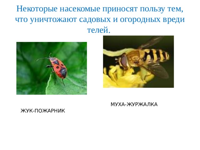 Неко­то­рые на­се­ко­мые при­но­сят поль­зу тем, что уни­что­жа­ют са­до­вых и ого­род­ных вре­ди­те­лей. МУХА-ЖУРЖАЛКА ЖУК-ПОЖАРНИК 