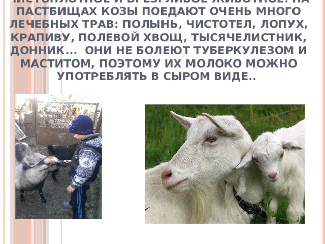Коза - это мелкий рогатый скот. Очень чистоплотное и брезгливое животное. На пастбищах козы поедают очень много лечебных трав: полынь, чистотел, лопух, крапиву, полевой хвощ, тысячелистник, донник...  Они не болеют туберкулезом и маститом, поэтому их молоко можно употреблять в сыром виде.. 