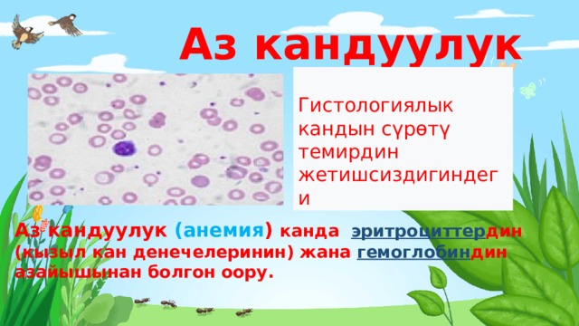  Аз кандуулук  Гистологиялык кандын сүрөтү темирдин жетишсиздигиндеги  Аз кандуулук  (анемия ) канда  эритроциттер дин (кызыл кан денечелеринин) жана  гемоглобин дин азайышынан болгон оору. 