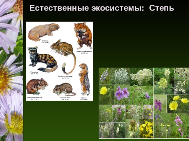 Природные экосистемы 11 класс. Экосистема степи.