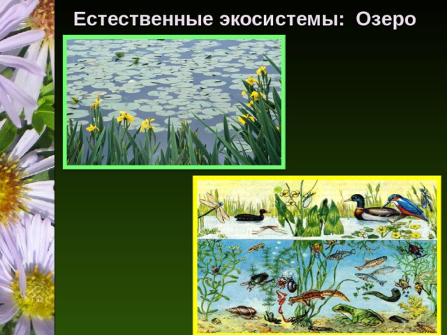 Естественные экосистемы: Озеро       