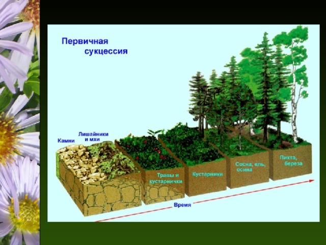 Этапы первичной сукцессии: Выветривание горных пород Заселение бактерий, водорослей, накипных лишайников и образование почвы Поселение мхов, листовых лишайников Появление травянистых растений- формирование сообщества Поселение кустарников Лес- устойчивая экосистема. 