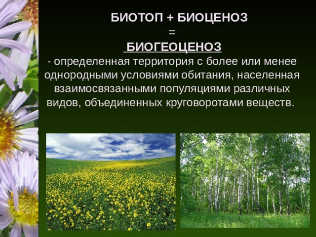 Видовое разнообразие естественной экосистемы. Сообщение о разнообразии биогеоценозов Воронежской области.