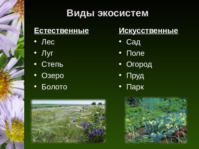 Виды экосистем Естественные  Искусственные  Лес Луг Степь Озеро Болото Сад Поле Огород Пруд Парк 