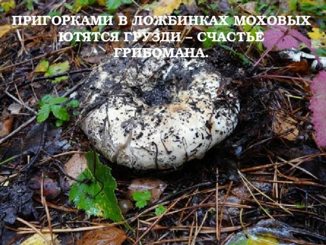 ПРИГОРКАМИ В ЛОЖБИНКАХ МОХОВЫХ  ЮТЯТСЯ ГРУЗДИ – СЧАСТЬЕ ГРИБОМАНА. 
