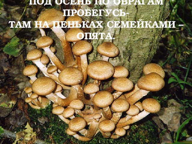 ПОД ОСЕНЬ ПО ОВРАГАМ ПРОБЕГУСЬ-  ТАМ НА ПЕНЬКАХ СЕМЕЙКАМИ – ОПЯТА. 