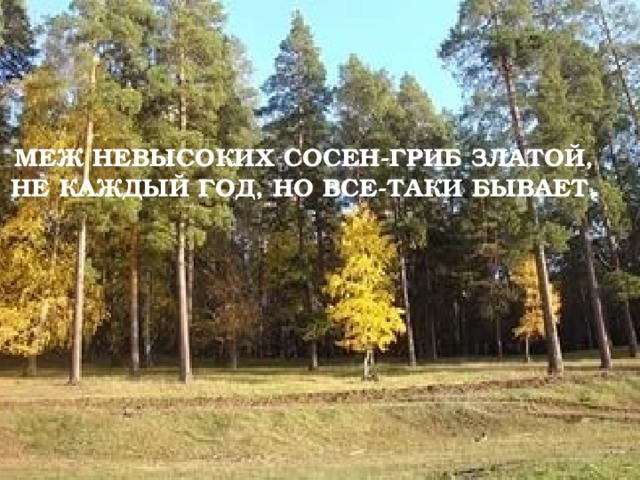 МЕЖ НЕВЫСОКИХ СОСЕН-ГРИБ ЗЛАТОЙ,  НЕ КАЖДЫЙ ГОД, НО ВСЕ-ТАКИ БЫВАЕТ,   
