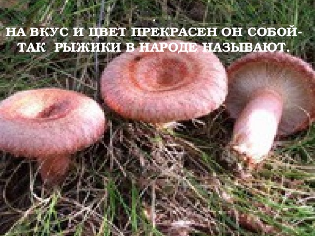 .  НА ВКУС И ЦВЕТ ПРЕКРАСЕН ОН СОБОЙ-  ТАК РЫЖИКИ В НАРОДЕ НАЗЫВАЮТ.   