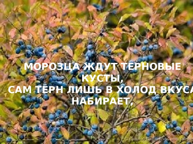 МОРОЗЦА ЖДУТ ТЕРНОВЫЕ КУСТЫ,  САМ ТЁРН ЛИШЬ В ХОЛОД ВКУСА НАБИРАЕТ, 