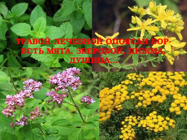 ТРАВОЙ ЛЕЧЕБНОЙ ОПОЯСАН БОР-  ЕСТЬ МЯТА, ЗВЕРОБОЙ, ПИЖМА, ДУШИЦА… 