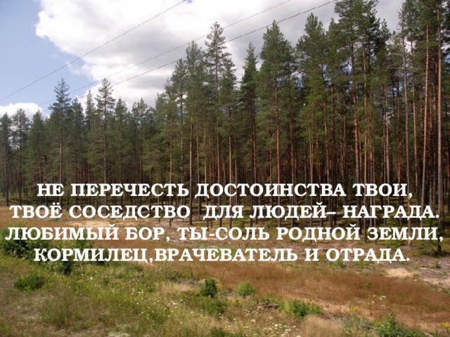 НЕ ПЕРЕЧЕСТЬ ДОСТОИНСТВА ТВОИ,  ТВОЁ СОСЕДСТВО ДЛЯ ЛЮДЕЙ– НАГРАДА.  ЛЮБИМЫЙ БОР, ТЫ-СОЛЬ РОДНОЙ ЗЕМЛИ,  КОРМИЛЕЦ,ВРАЧЕВАТЕЛЬ И ОТРАДА. 