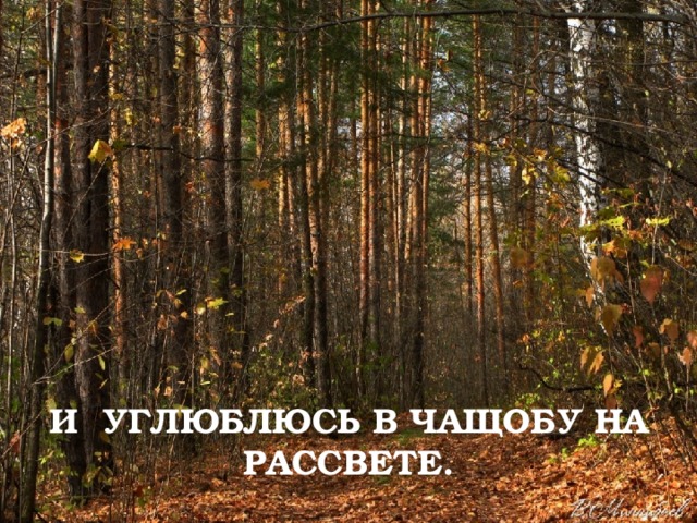 И УГЛЮБЛЮСЬ В ЧАЩОБУ НА РАССВЕТЕ. 