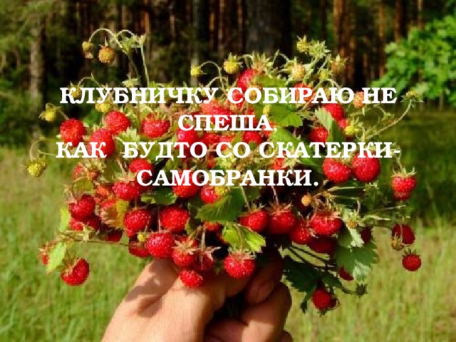 КЛУБНИЧКУ СОБИРАЮ НЕ СПЕША ,  КАК БУДТО СО СКАТЕРКИ-САМОБРАНКИ.    