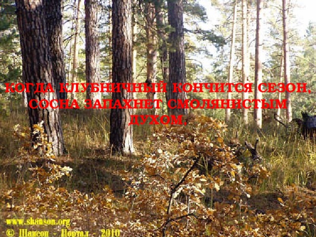 КОГДА КЛУБНИЧНЫЙ КОНЧИТСЯ СЕЗОН,  СОСНА ЗАПАХНЕТ СМОЛЯНИСТЫМ ДУХОМ, 