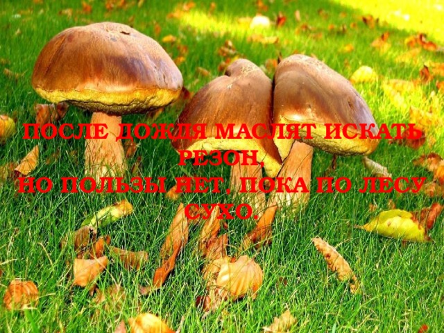 ПОСЛЕ ДОЖДЯ МАСЛЯТ ИСКАТЬ РЕЗОН,  НО ПОЛЬЗЫ НЕТ, ПОКА ПО ЛЕСУ СУХО. 