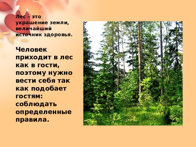 Лес – это украшение земли, величайший источник здоровья.   Человек приходит в лес как в гости, поэтому нужно вести себя так как подобает гостям: соблюдать определенные правила. 