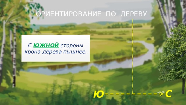 ОРИЕНТИРОВАНИЕ ПО ДЕРЕВУ  С ЮЖНОЙ стороны крона дерева пышнее. С Ю 