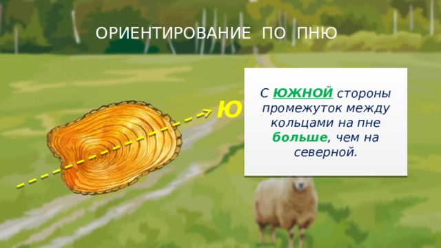 ОРИЕНТИРОВАНИЕ ПО ПНЮ  С ЮЖНОЙ стороны промежуток между кольцами на пне больше , чем на северной. Ю 
