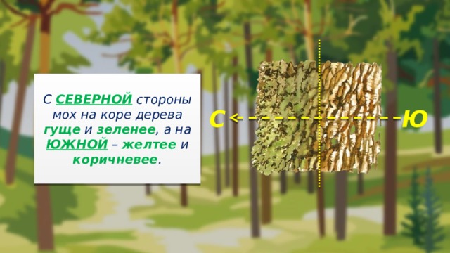  С СЕВЕРНОЙ стороны мох на коре дерева гуще и зеленее , а на ЮЖНОЙ – желтее и коричневее . С Ю 