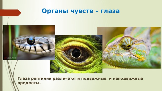 Органы чувств – глаза   Глаза рептилии различают и подвижные, и неподвижные предметы. 
