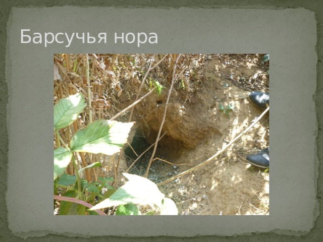 Барсучья нора 