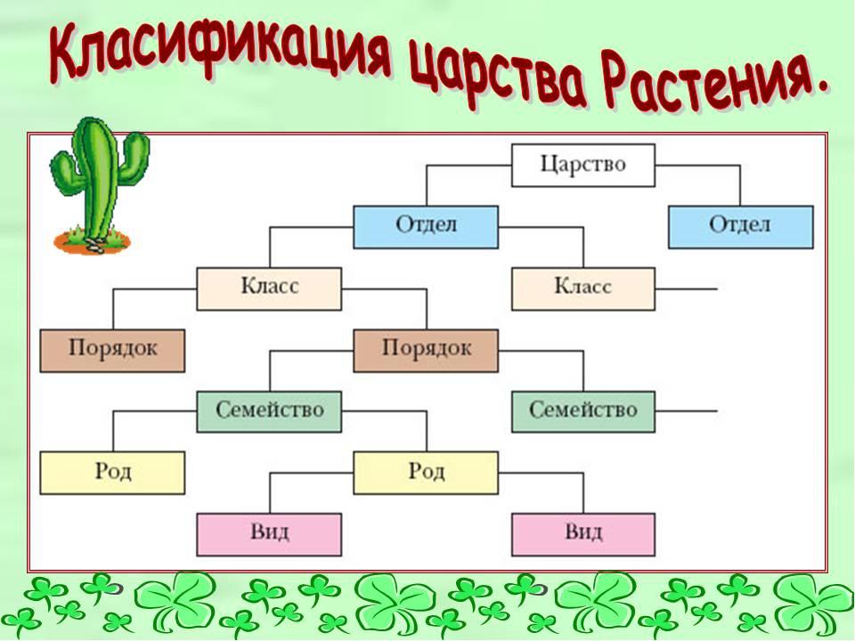 Деление на царства в биологии схема