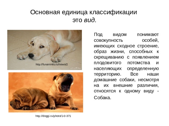 Основная единица классификации ­  это вид.  Под видом понимают совокупность особей, имеющих сходное строение, образ жизни, способных к скрещиванию с появлением плодовитого потомства и населяющих определенную территорию. Все наши домашние собаки, несмотря на их внешние различия, относятся к одному виду - Собака.  http://funanimls.ru/news/2 http://doggi.ru/photo/1-0-371 