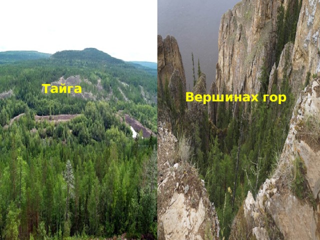 Тайга Вершинах гор 
