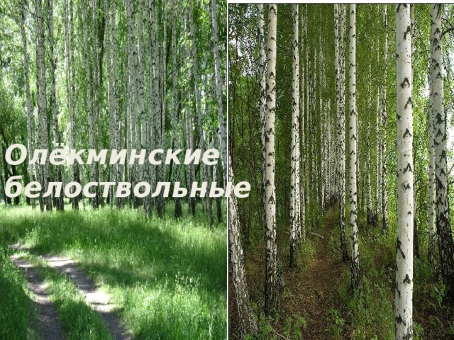 Олёкминские белоствольные 