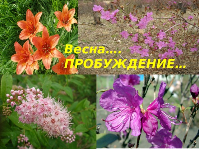 Весна…. ПРОБУЖДЕНИЕ… 
